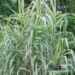 Arundo donax `Variegata` -hiidroog