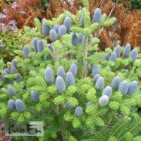 Abies koreana- korea nulg