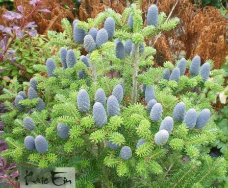 Abies koreana- korea nulg