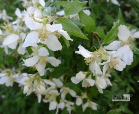 Philadelphus ebajasmiin x lemonei