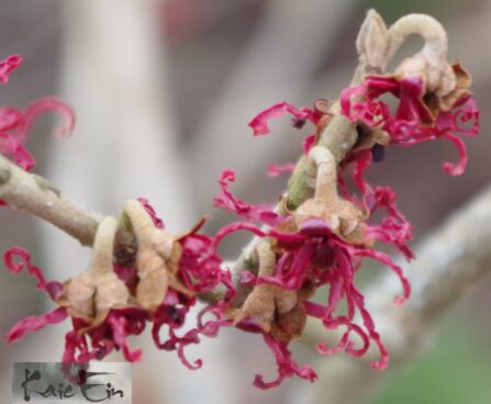 Hamamelis vernalis `Amethyst`2-kevadine nõiapuu