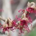 Hamamelis vernalis `Amethyst`2-kevadine nõiapuu