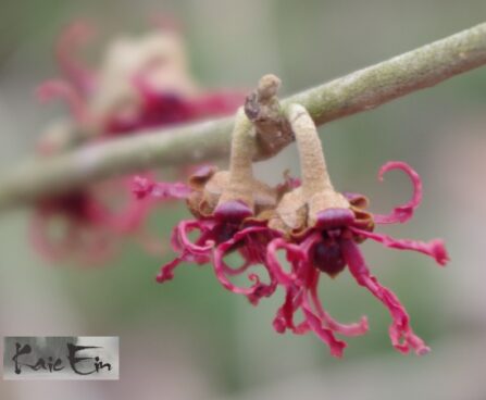 Hamamelis vernalis `Amethyst`