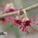 Hamamelis vernalis `Amethyst`