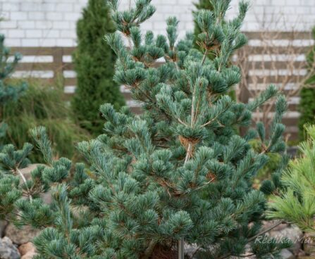 1716_6479_Pinus_parviflora_Negishi_.JPG