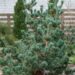 1716_6479_Pinus_parviflora_Negishi_.JPG