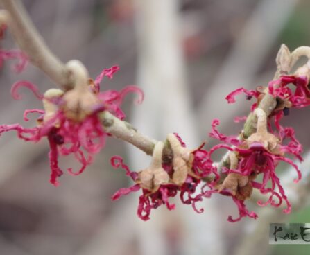 Hamamelis vernalis `Amethyst`-kevadine nõiapuu3