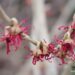 Hamamelis vernalis `Amethyst`-kevadine nõiapuu3