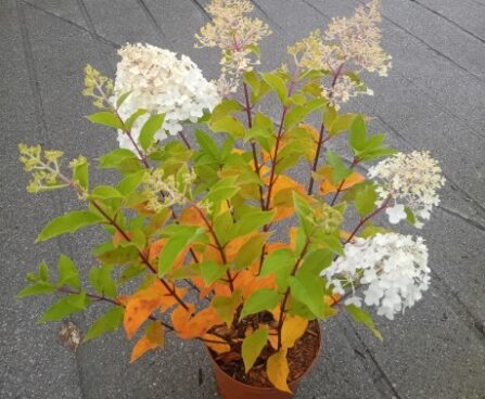 Hydrangea paniculata HERCULES 'GRHP14'-aedhortensia