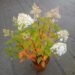 Hydrangea paniculata HERCULES 'GRHP14'-aedhortensia