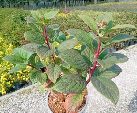 Hydrangea paniculata `Little Quick Fire`-aedhortensia
