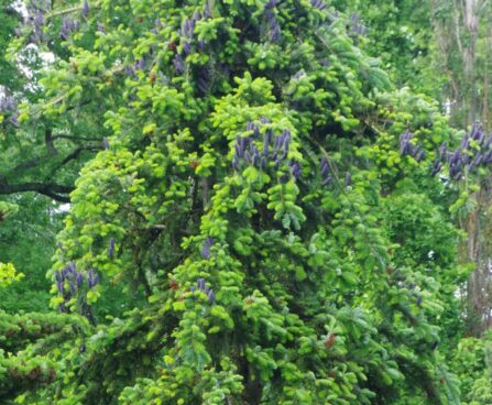 Abies veitchii `Pendula`-jaapani nulg