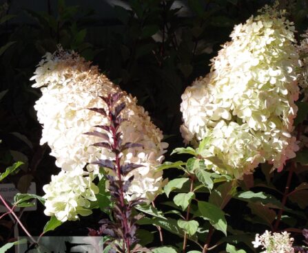 Hydrangea paniculata `Herules`-aedhortensia