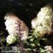 Hydrangea paniculata `Herules`-aedhortensia