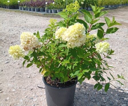 Hydrangea paniculata MOJITO 'GRHP10'