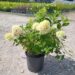 Hydrangea paniculata MOJITO 'GRHP10'