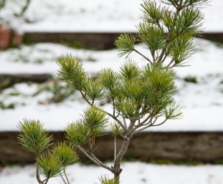 1716_6935_Pinus_parviflora_Negishi__2.JPG