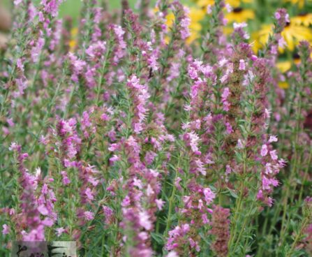 Hyssopus officinalis 'Roseus'-iisop
