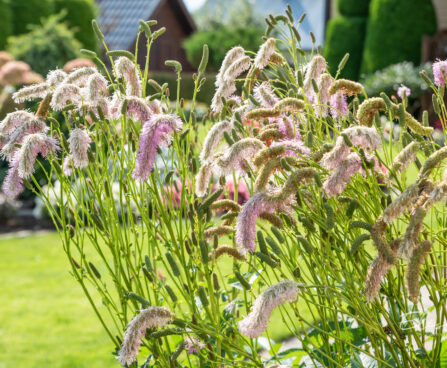 Sanguisorba menziesii `Wake Up` ameerika punanupp