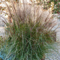 Miscanthus sinensis `Gracillimus` hiina siidpööris