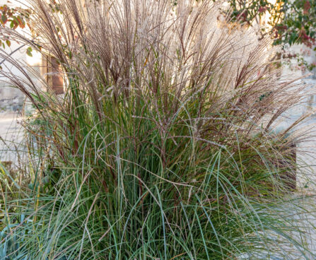 Miscanthus sinensis `Gracillimus` hiina siidpööris