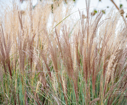 Miscanthus sinensis hiina siidpööris (1)