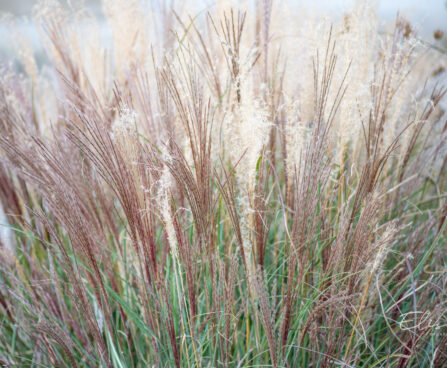 Miscanthus sinensis hiina siidpööris (2)