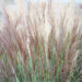 Miscanthus sinensis hiina siidpööris (2)