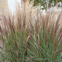 Miscanthus sinensis hiina siidpööris