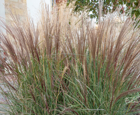 Miscanthus sinensis hiina siidpööris