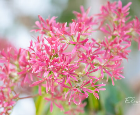 Heptacodium miconioides `Temple of Bloom` seitsmepojapuu (4)