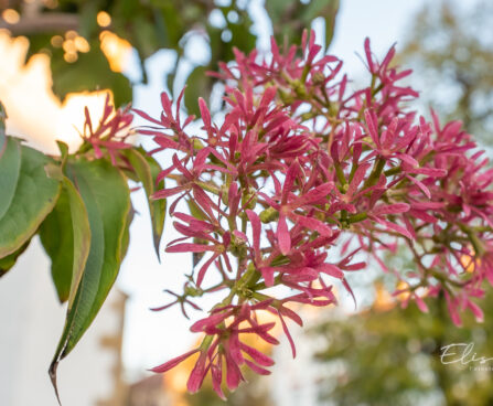 Heptacodium miconioides `Temple of Bloom` seitsmepojapuu (1)