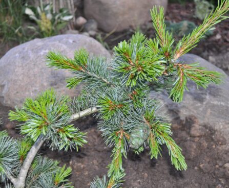 1717_2422_Pinus_parviflora_Negishi_2.JPG