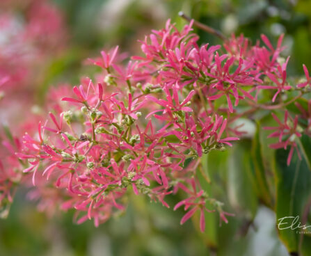 Heptacodium miconioides `Temple of Bloom` seitsmepojapuu (2)