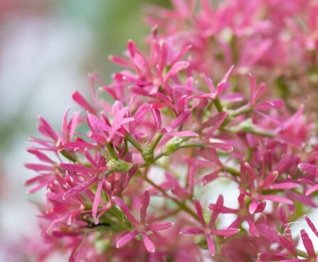 Heptacodium miconioides `Temple of Bloom` seitsmepojapuu (3)