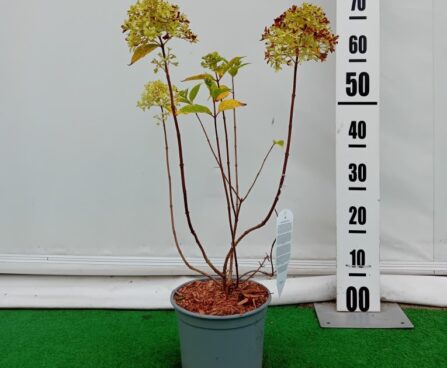 Hydrangea paniculata SKYFALL 'Frenne'