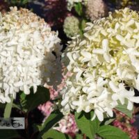 Hydrangea paniculata SKYFALL 'Frenne'-aedhortensia