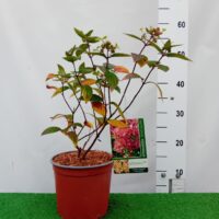 Hydrangea paniculata PASTELGREEN 'Renxolor'