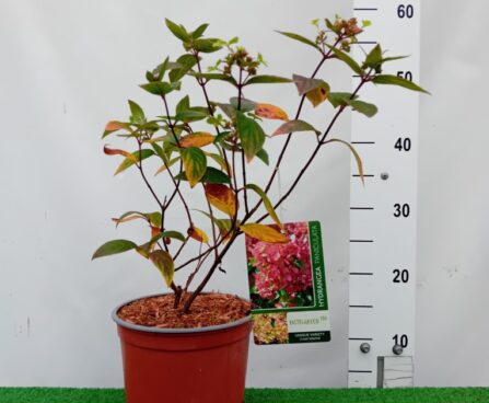 Hydrangea paniculata PASTELGREEN 'Renxolor'