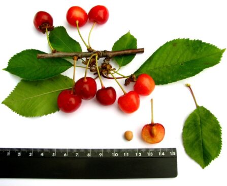 `Polli`murel- Foto EMÜ sordivaramu