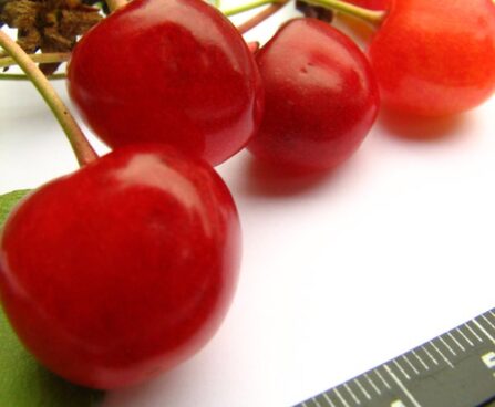 murel `Polli`- Foto EMÜ Sordivaramu