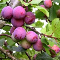 Prunus domestica `Märjamaa- ploom Foto EMÜ Sordivaramu