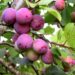 Prunus domestica `Märjamaa- ploom Foto EMÜ Sordivaramu