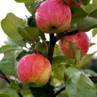 Malus domestica`Karamba`-õunapuu foto -EMÜ Sordivaramu