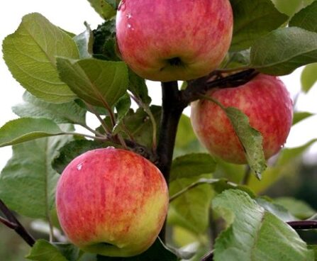 Malus domestica`Karamba`-õunapuu foto -EMÜ Sordivaramu