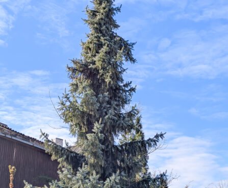 Picea omorika `Pendula` serbia kuusk