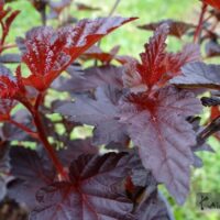 Physocarpus opulifolius -´Andre´ põisenelas