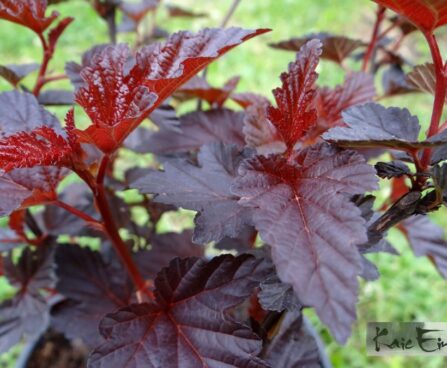 Physocarpus opulifolius -´Andre´ põisenelas