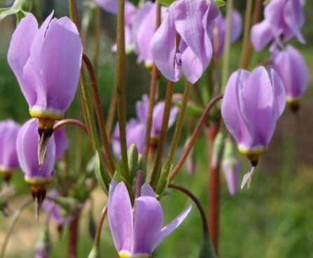 Dodecatheon meadia-har. jumalatelill