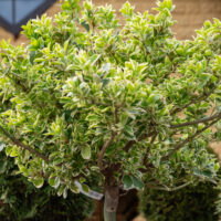 Euonymus fortunei `Emerald Gaiety` Fortunei kikkapuu (1)